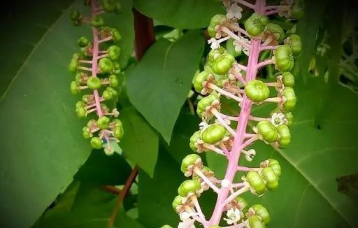 農村出鏡率極高的6種「劇毒植物」，別隨意採摘食用，認識不吃虧