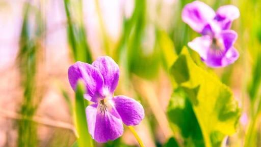 冬季養花禁忌：這六種花，寧幹勿溼，否則就剩下空花盆了