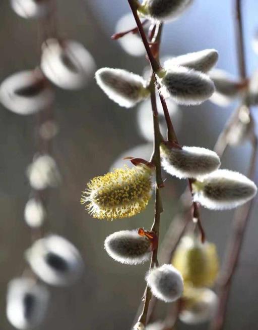 10大年宵花卉排行榜，喜慶又吉祥，春節年宵花你家安排了嗎？