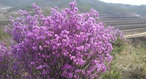 這3種花野外見到別「採」，已被列入「國家保護名單」