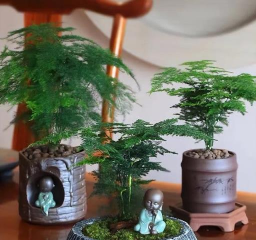 這7種花「真養人」，家裡養幾盆，美化家居環境，身體越來越好