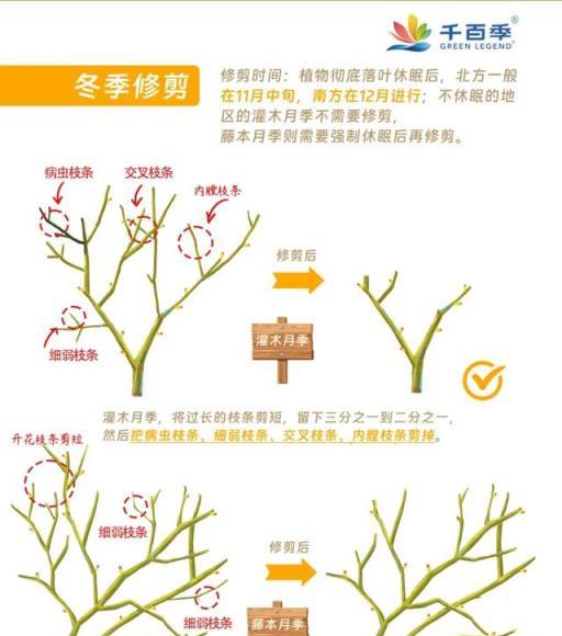 月季冬季修剪指南，全面解析各地月季修剪時機與方法