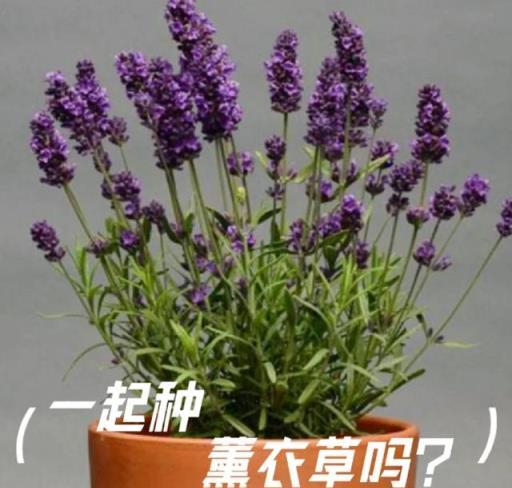 冬季修剪妙招：10種花草剃頭，剪得狠，春日生機勃發！