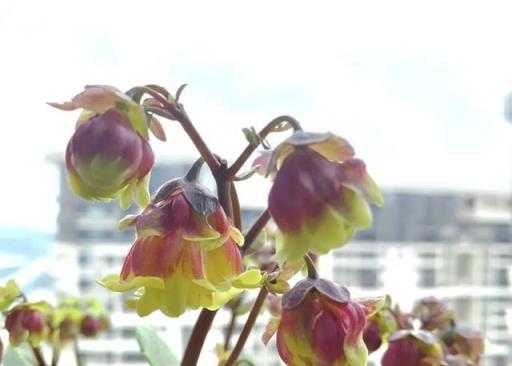 這4種吉祥好運花，建議養一兩盆，全家安康