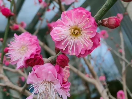 冬日耐寒花卉，8種能在-15度生存的戶外植物