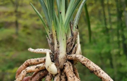 蘭花的根是什麼樣子？全方位瞭解蘭根，有助你更容易地養好蘭花