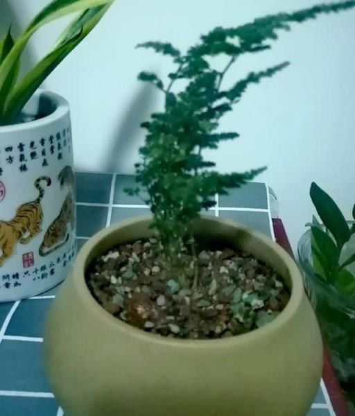 聰明人從不花錢買花盆，5種「小廢物」種花，簡直美炸了！