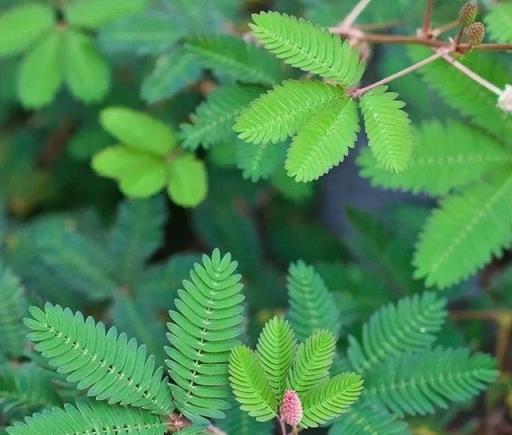 花不能亂養，五種花不能放臥室、客廳，影響睡眠和健康