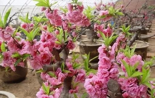 盤點5種「長壽花」，能養幾十年，長成老樁養成傳家寶