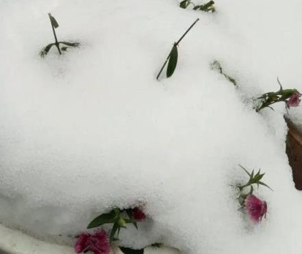 冬日耐寒花卉，8種能在-15度生存的戶外植物