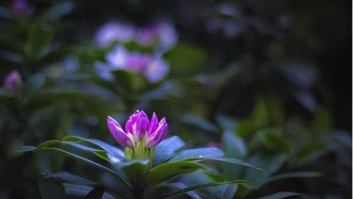 注意！5種花別多晒太陽，一晒就「蔫黃」，很多人「中招了」