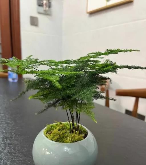 分享一個實用養文竹小技巧，學會了葉片油綠長勢旺，猛長新芽側芽