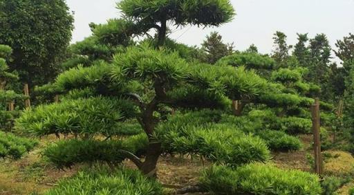 家裡養花，別錯過這8種，養一盆鎮宅辟邪，是全家的「守護神」