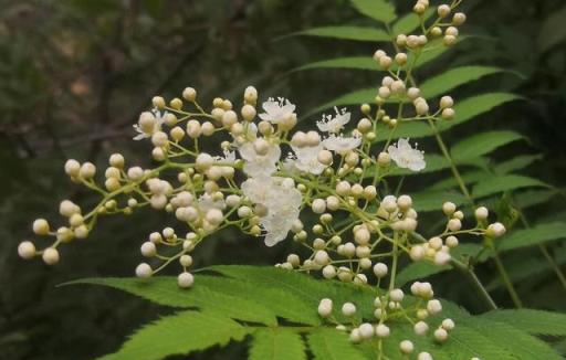 庭院陰面，種植這些木本花卉，也能開出花，太喜歡了