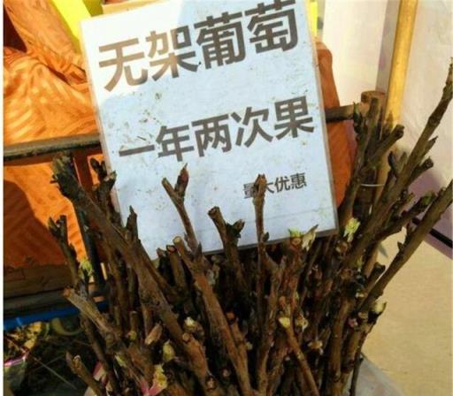 養花15年，終發現12種「賣假花」的「套路」，新手一定要看看