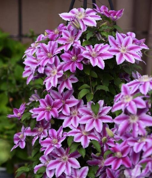 別眼紅「李子柒」的院子，陽臺種這3種花，一樣開成「小花海」！