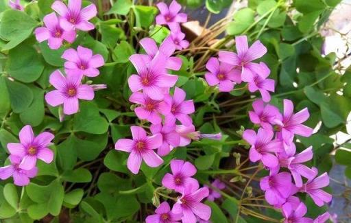 7種「小花草」，怎麼養都養不死，比雜草還頑強，看見一棵拔一棵