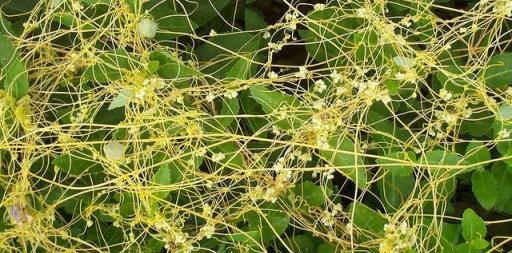 7種「小花草」，怎麼養都養不死，比雜草還頑強，看見一棵拔一棵