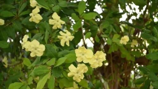 分享一種「香水花」，比黃金葛好養，比茉莉好聞，值得擁有