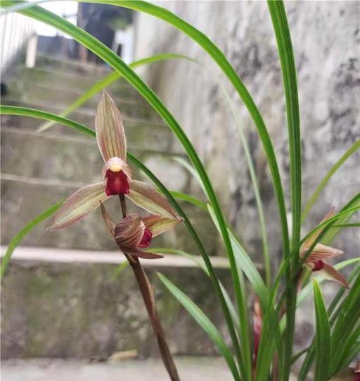 中国四川蘭　水晶紅素　7本立　花芽1 maxresdefault.jpg その他観葉植物