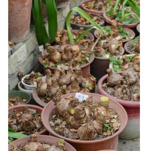 河南一大媽，朱頂紅養10年成「古董」，開花時猶如花海，太驚豔！