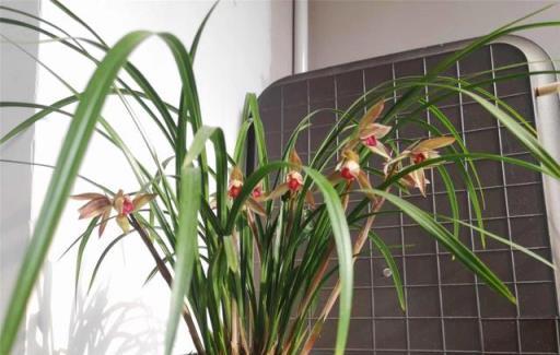 蘭花名品，四川春劍探析——柳楓紅素·吉雲·飄海棠-imomo植物識別