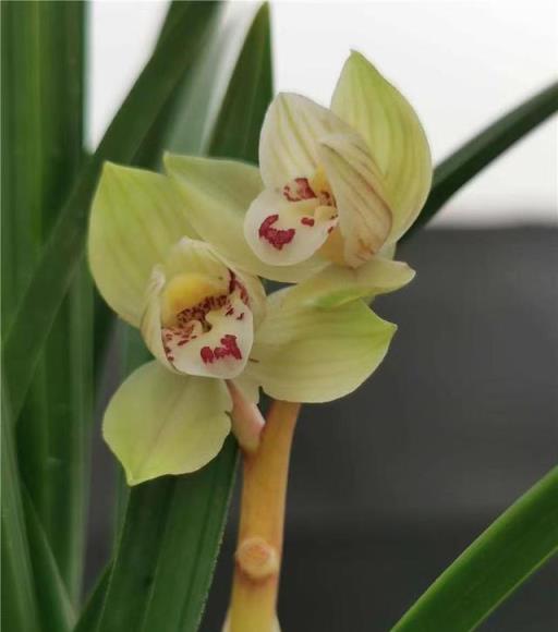 蘭花名品，四川春劍探析——柳楓紅素·吉雲·飄海棠-imomo植物識別