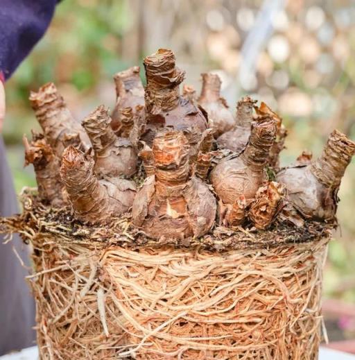 河南一大媽，朱頂紅養10年成「古董」，開花時猶如花海，太驚豔！