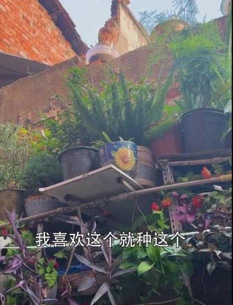 一位67歲大爺，因「在廢墟水泥塊裡種花」而走紅，網友太有創意