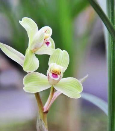 中国四川蘭　水晶紅素　7本立　花芽1 蘭花名品，四川春劍探析——柳楓紅素·吉雲·飄海棠-imomo植物識別