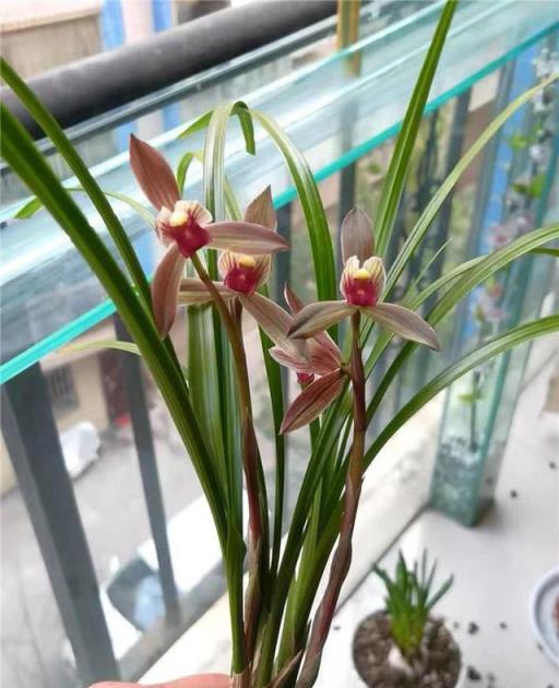 蘭花名品，四川春劍探析——柳楓紅素·吉雲·飄海棠-imomo植物識別