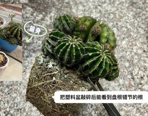 讓仙人球開花，只要做到「3多1少」，年年開花，又大又豔很喜慶