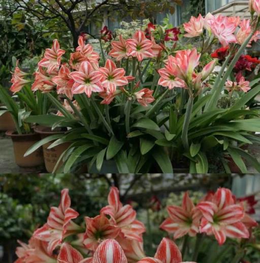 河南一大媽，朱頂紅養10年成「古董」，開花時猶如花海，太驚豔！