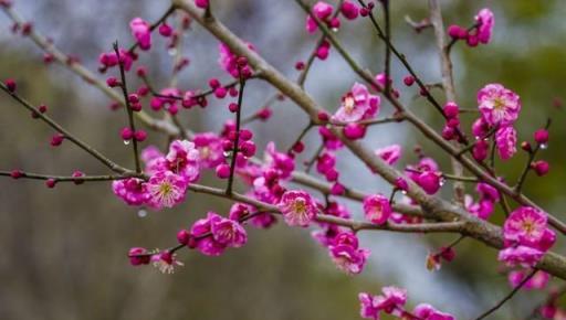 節日新時尚，年宵花卉的養護，讓你「愛花」更「懂花」