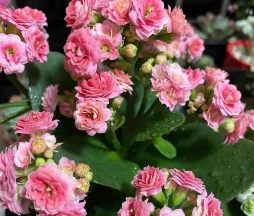 養花能養心，這3種漂亮花適合中老年人養，「精氣神」倍足！