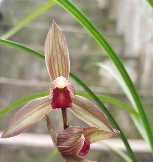 蘭花名品，四川春劍探析——柳楓紅素·吉雲·飄海棠-imomo植物識別