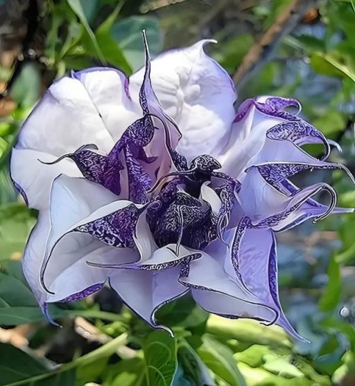 【中古】 花曼陀羅 曼陀羅花