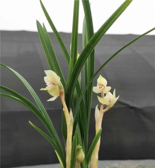 蘭花名品，四川春劍探析——柳楓紅素·吉雲·飄海棠-imomo植物識別