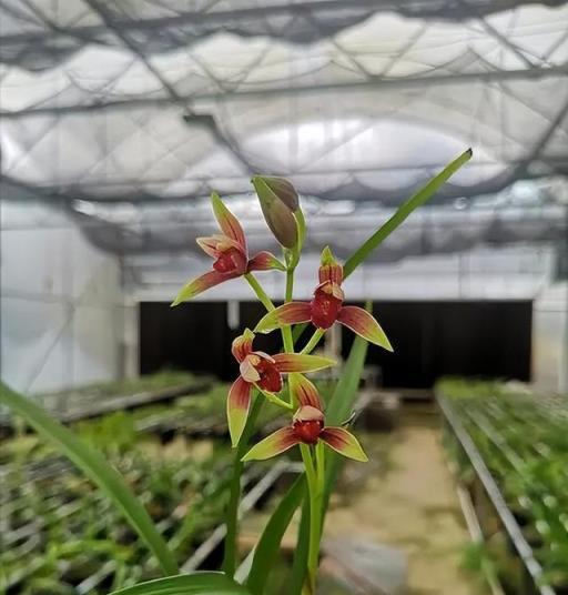 分享一種紅色蘭花，擺在家裡上檔次，寓意吉祥惹人愛