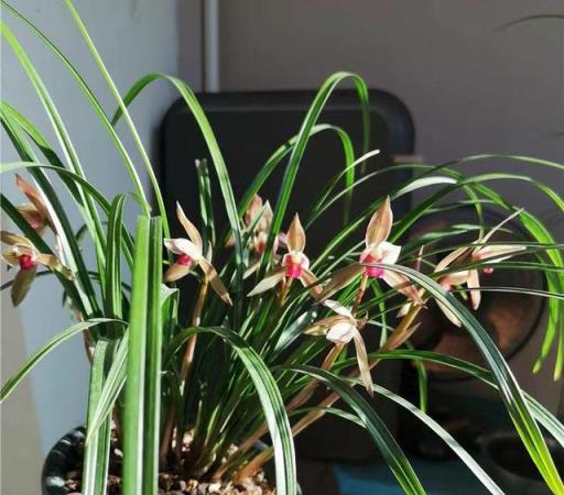 蘭花名品，四川春劍探析——柳楓紅素·吉雲·飄海棠-imomo植物識別