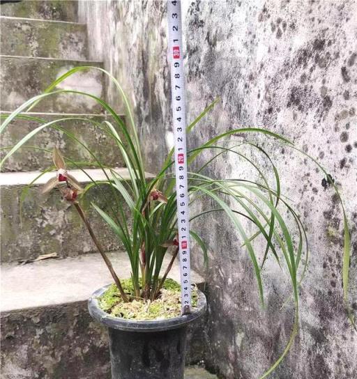 蘭花名品，四川春劍探析——柳楓紅素·吉雲·飄海棠-imomo植物識別