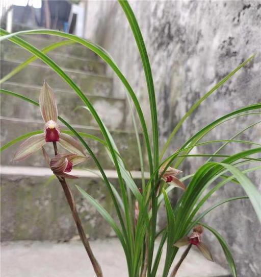 蘭花名品，四川春劍探析——柳楓紅素·吉雲·飄海棠-imomo植物識別