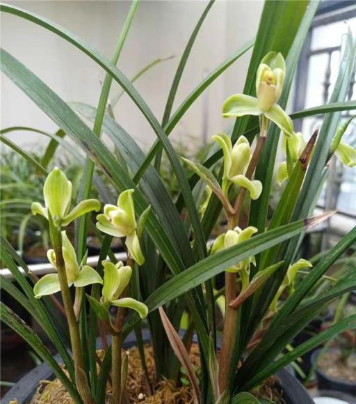 蘭花名品，四川春劍探析——柳楓紅素·吉雲·飄海棠-imomo植物識別