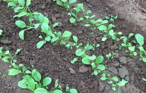 種菜到底怎麼澆水，哪些蔬菜「見幹見溼」，哪些蔬菜「不旱不澆」