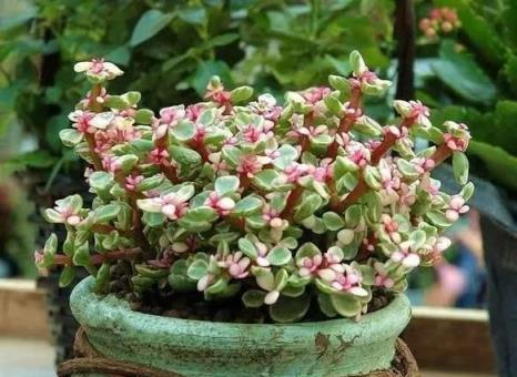 養花十餘年，總結出6個適合新手種植的漂亮花，寓意吉祥上檔次
