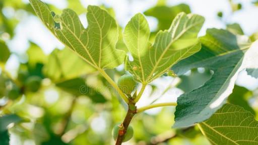 無花果是「凶樹」嗎？院子裡能不能種無花果樹？答案來了