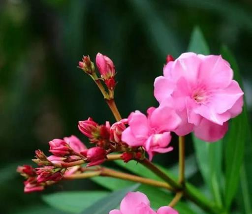 幸虧我家沒有養這6種花，「花旺不旺人」，家裡有養趕緊搬出去！