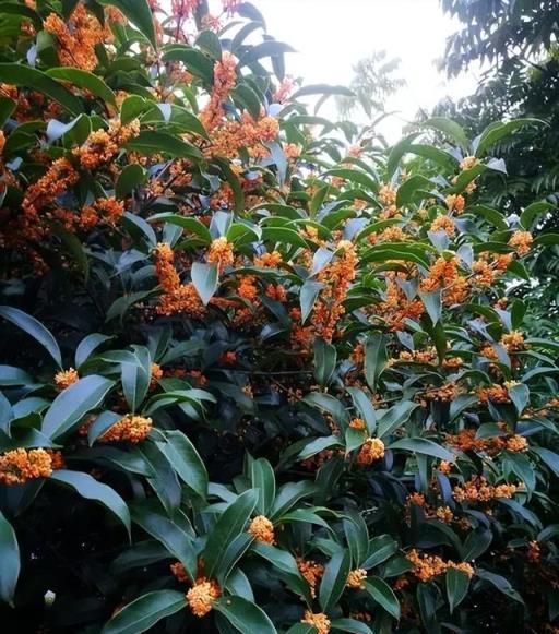 養花十餘年，總結出6個適合新手種植的漂亮花，寓意吉祥上檔次
