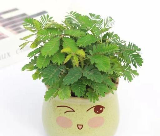 幸虧我家沒有養這6種花，「花旺不旺人」，家裡有養趕緊搬出去！