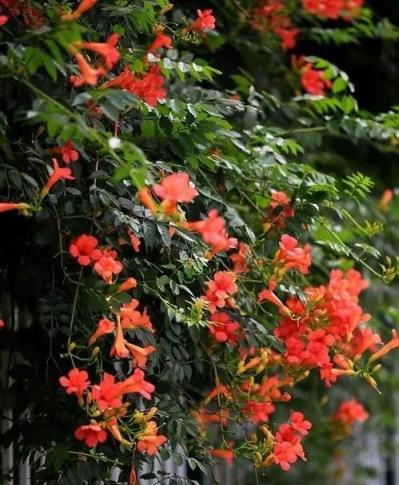 適合居家種植的5種藤本花，清新好養上檔次，你養過幾種？